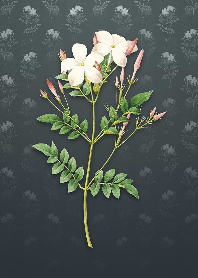 Vintage Spanish Jasmine