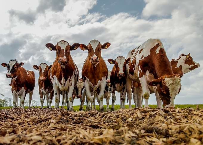 Posing cows