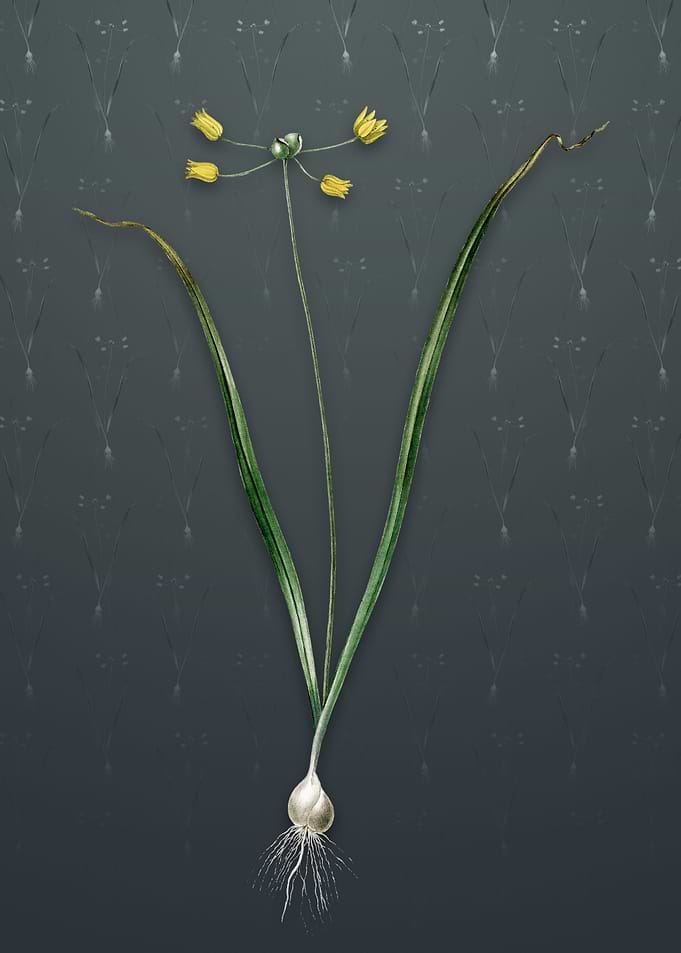 Allium Scorzonera Folium