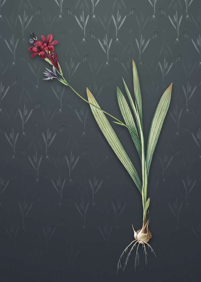 Gladiolus Mucronatus