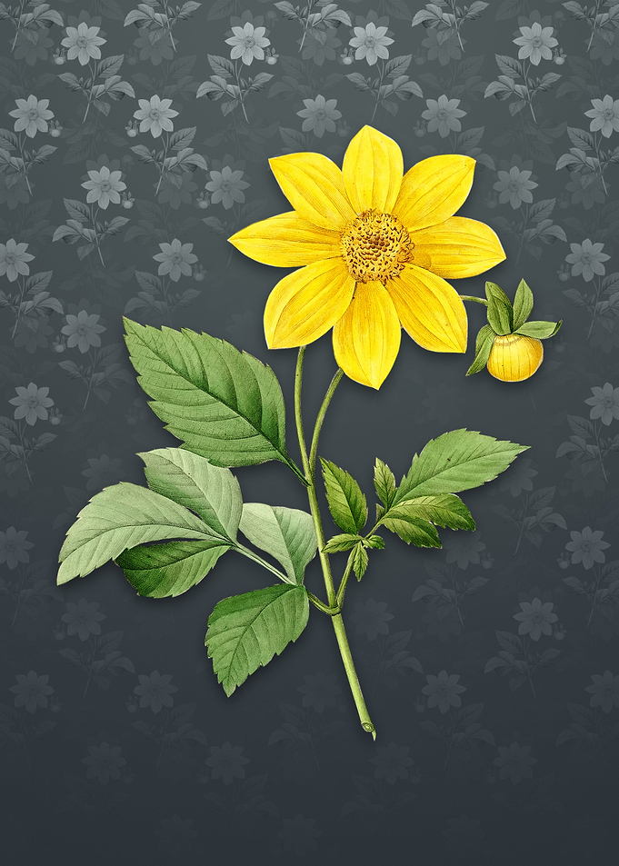 Vintage Dahlia Simplex