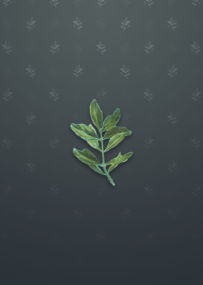 Buxus Colchica Twig