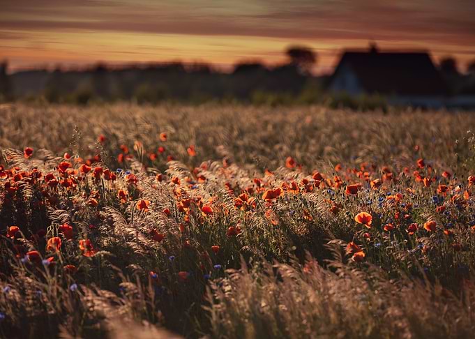 Meadow with red poppies