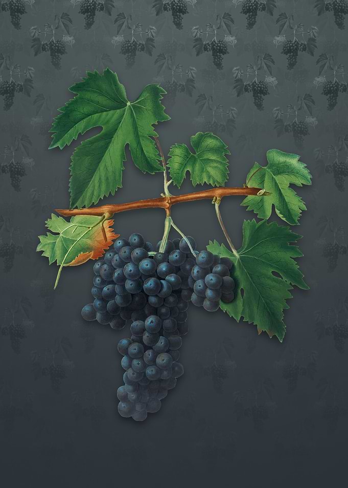 Vintage Lacrima Grapes