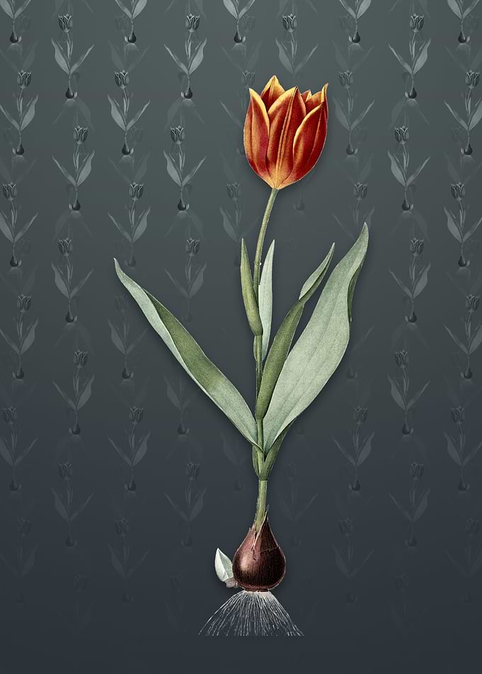 Tulip on Slate Gray
