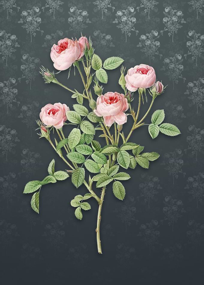 Vintage Burgundian Rose