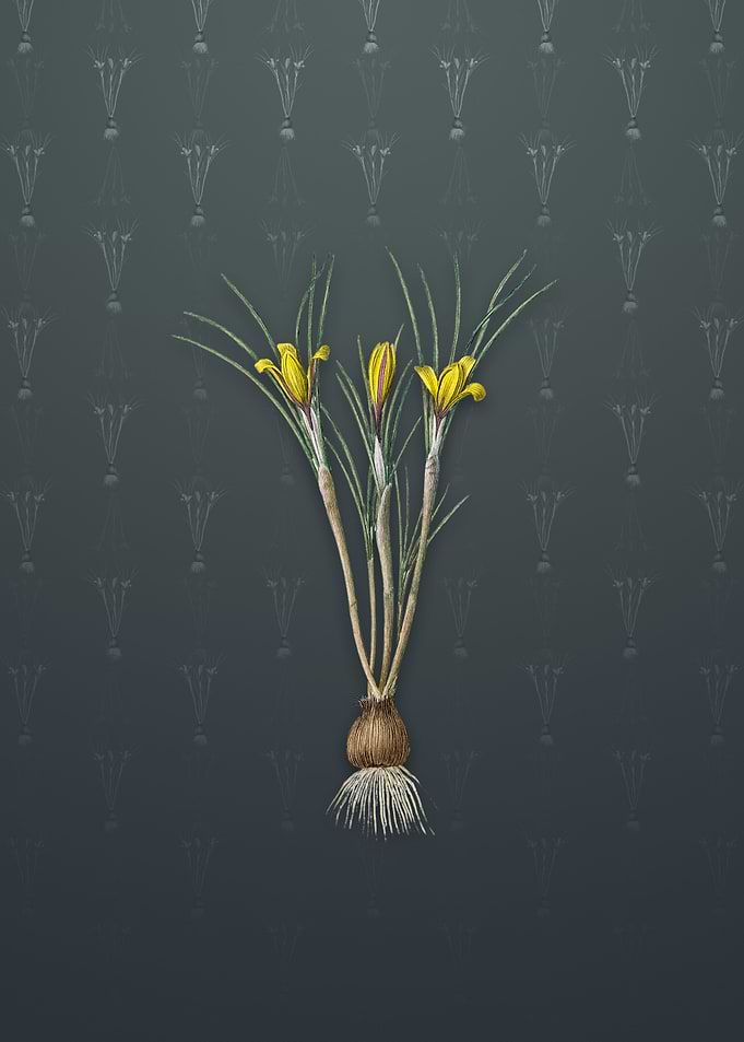 Cloth of Gold Crocus