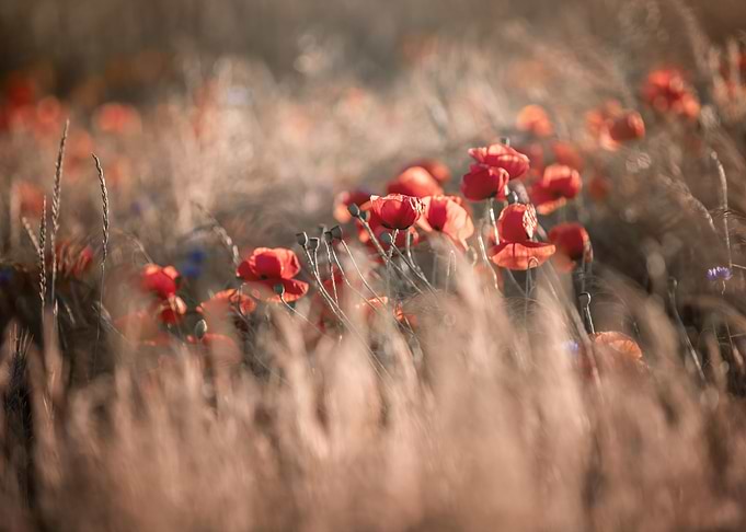 Red field poppy in meadow