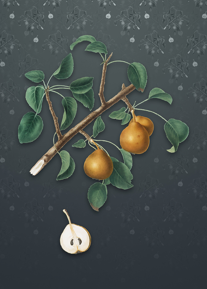 Vintage Seckel Pear