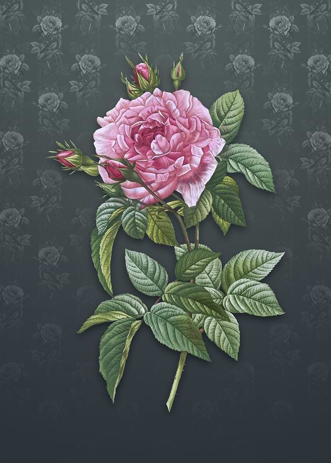 Vintage Pink French Rose