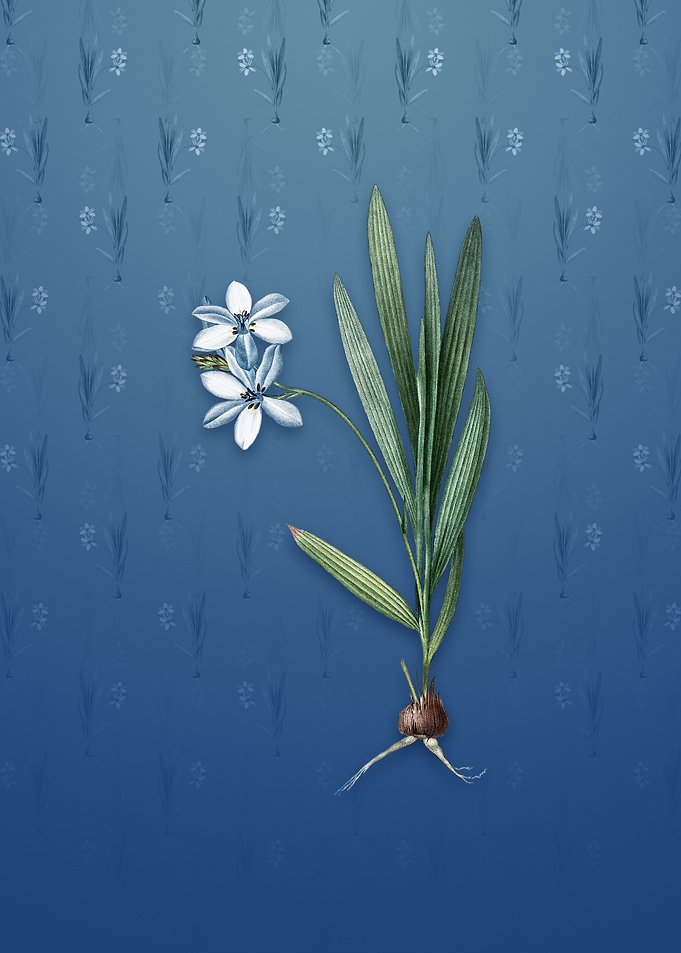 Vintage Gladiolus Plicatus