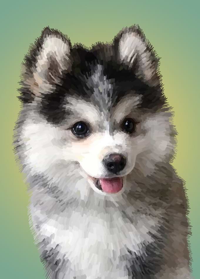 Pomsky Dog