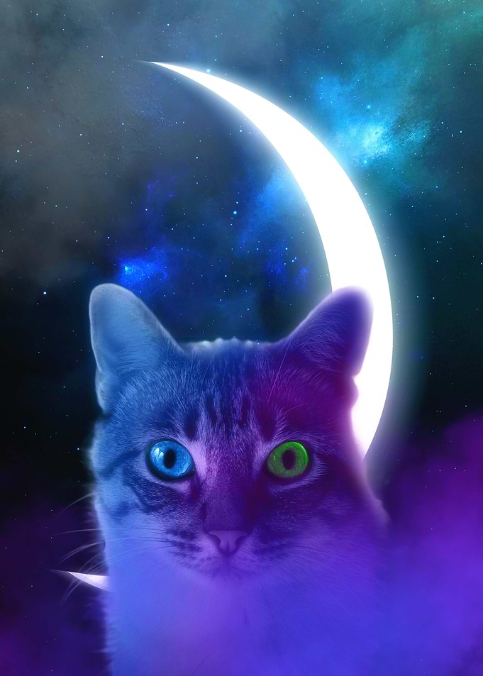 Cat Stars