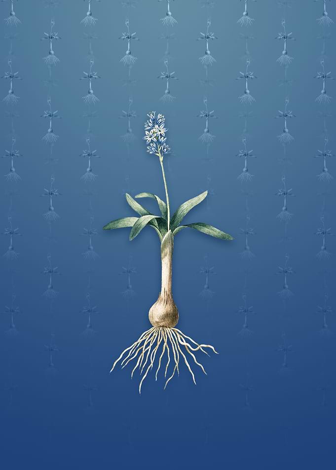 Vintage Scilla Lingulata