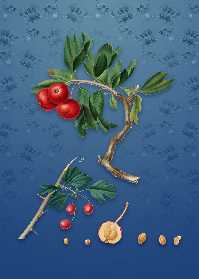 Vintage Red Thorn Apple