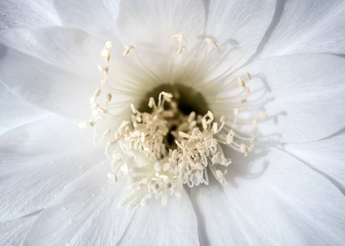 Flower of Echinopsis Canti