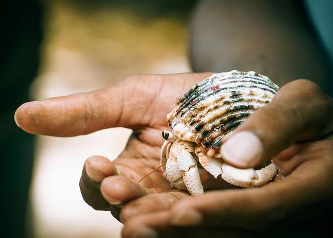Seychelles Hermit Crab