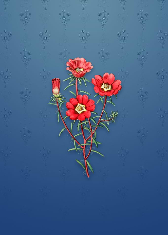Portulaca Splendens Flower