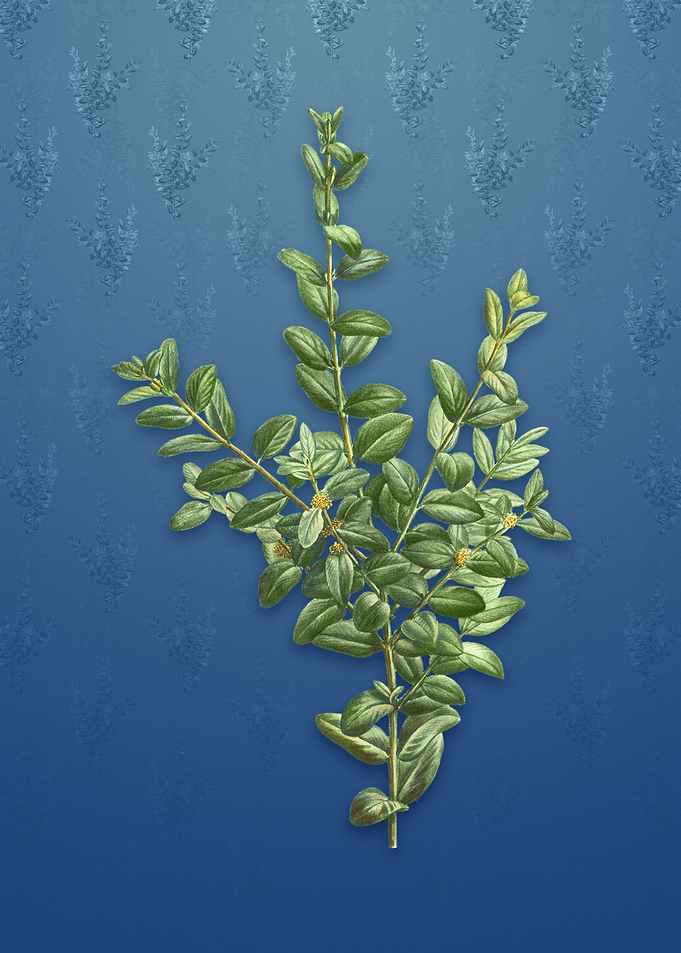 Vintage Boxwood Bush