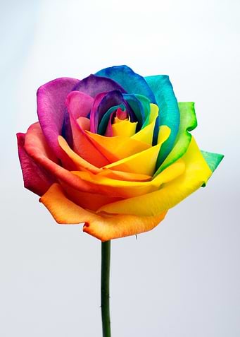 Colorful Flowers
