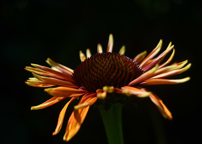Yellow flower dark