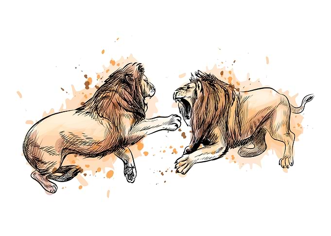 Two fighting lions