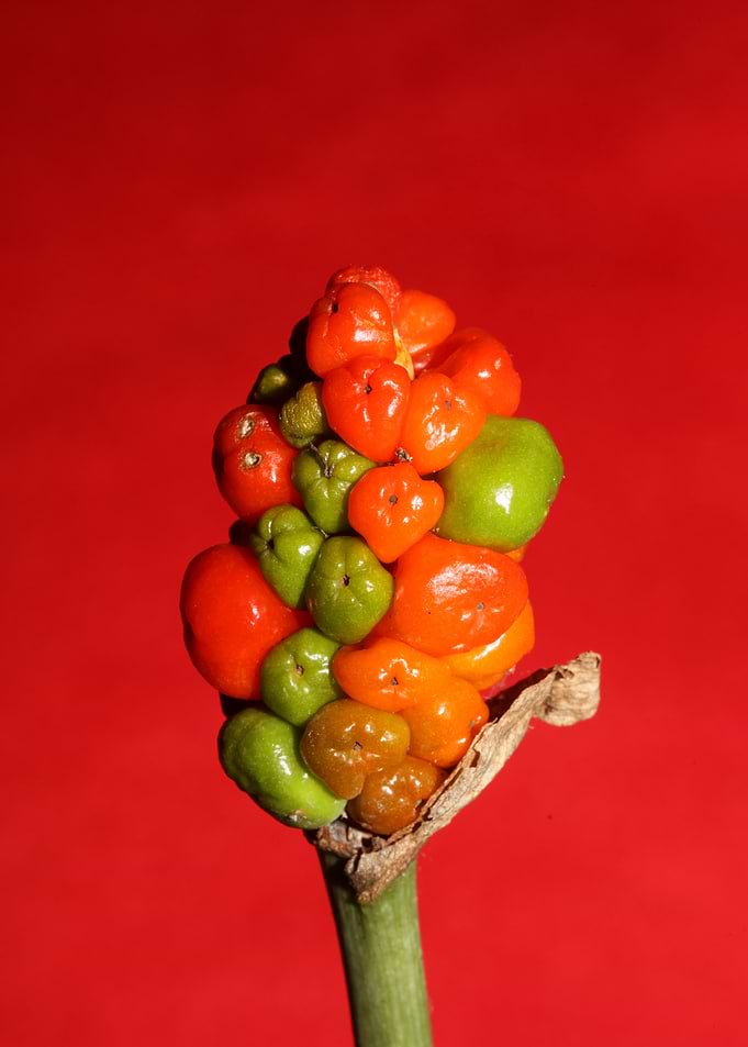 Red and yellow wild fruits