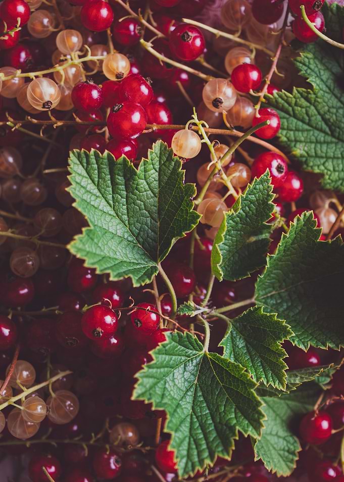 Currants
