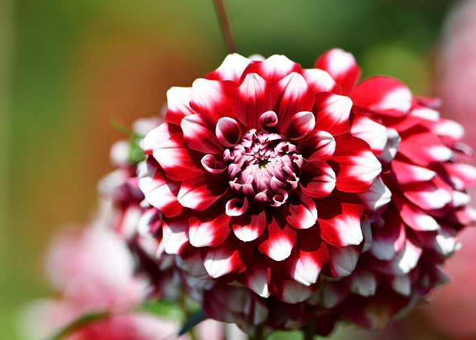 Red and white flower