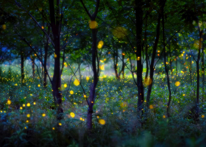 Magic fireflies