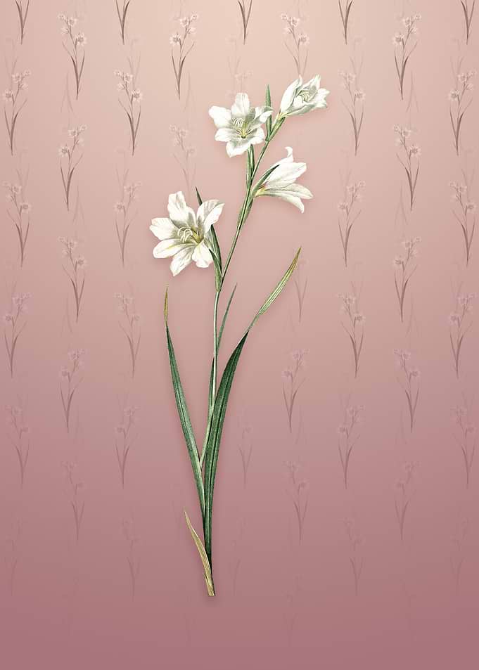 Vintage Painted Lady
