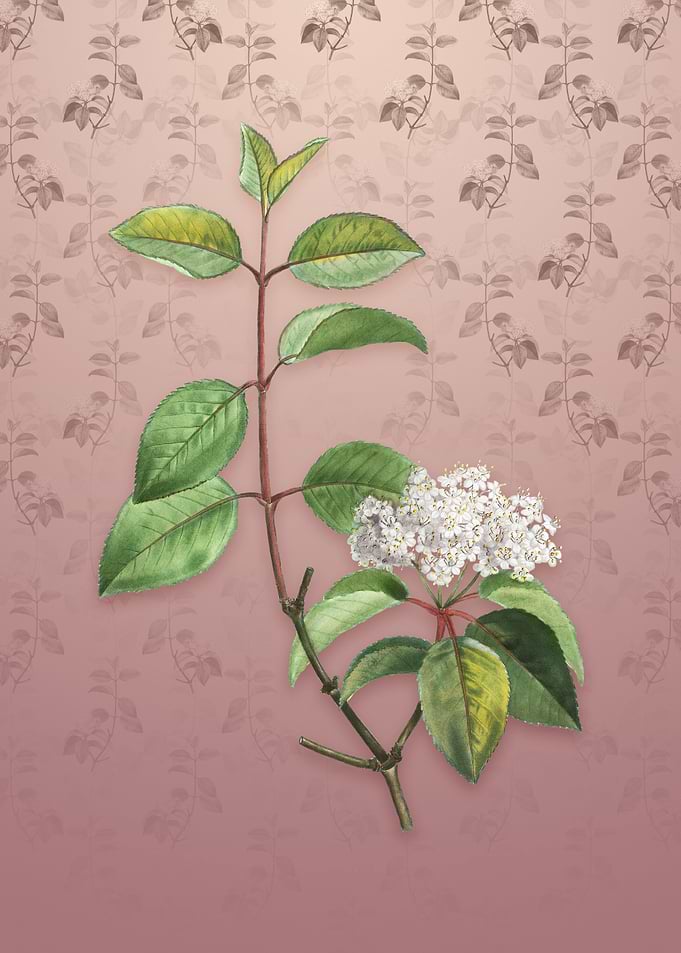 Black Haw on Dusty Pink