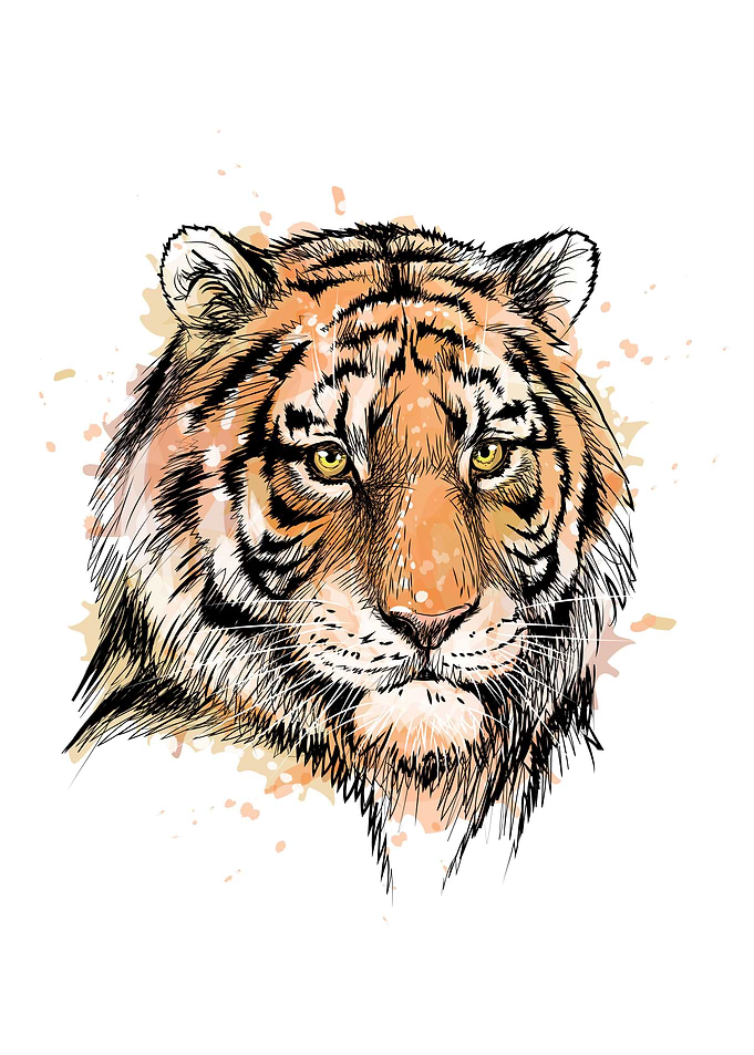 Portrait of a tiger head