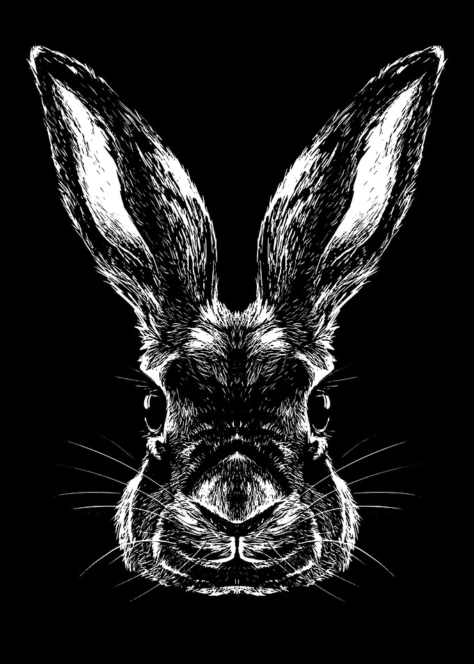 Bunny Rabbit Animal