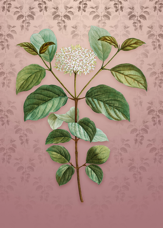 Vintage Common Dogwood