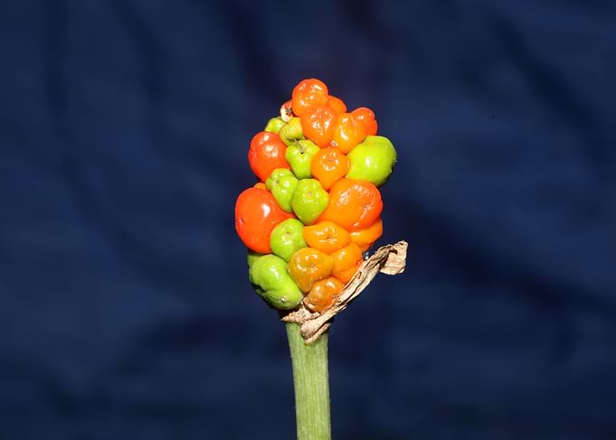 Arum italicum fruits macro
