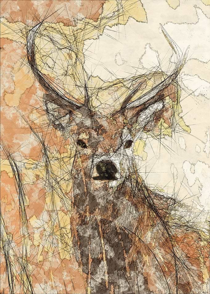 Stag in the Scotland
