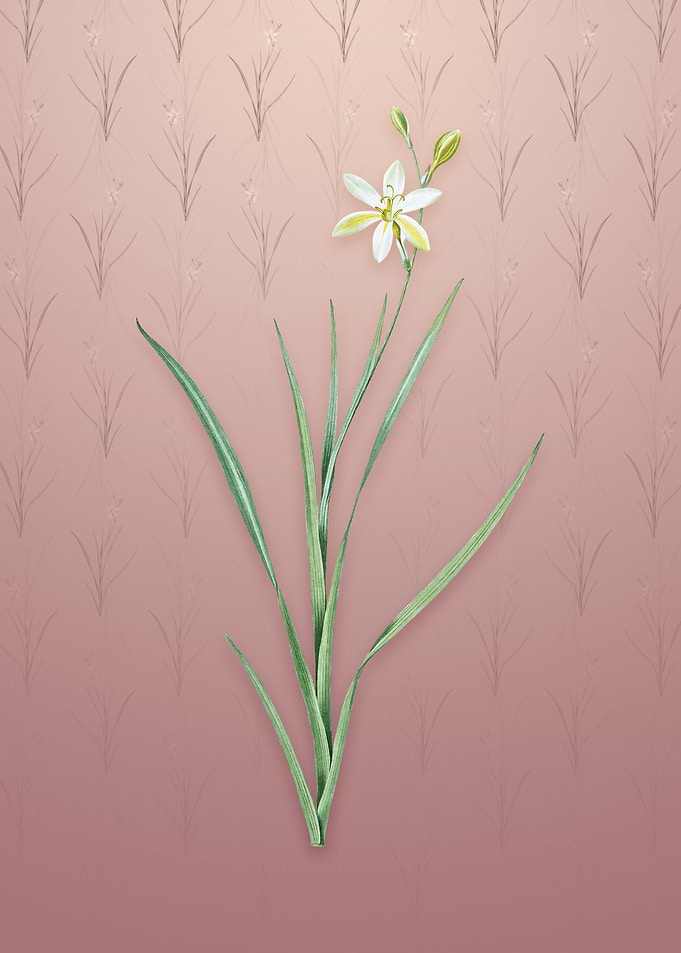 Ixia Anemonae Flora