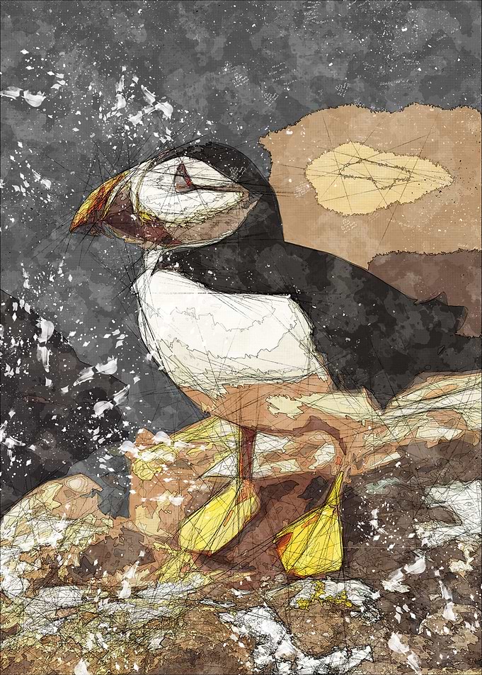 Puffin Bird