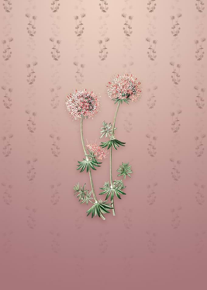 Vintage Crucianella Flower
