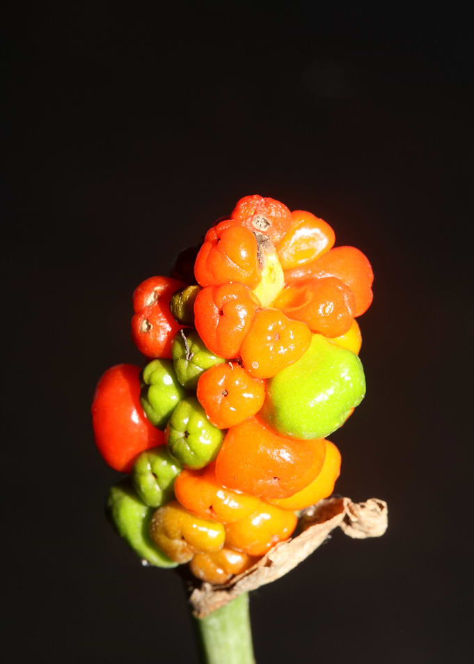 Arum italicum fruits macro