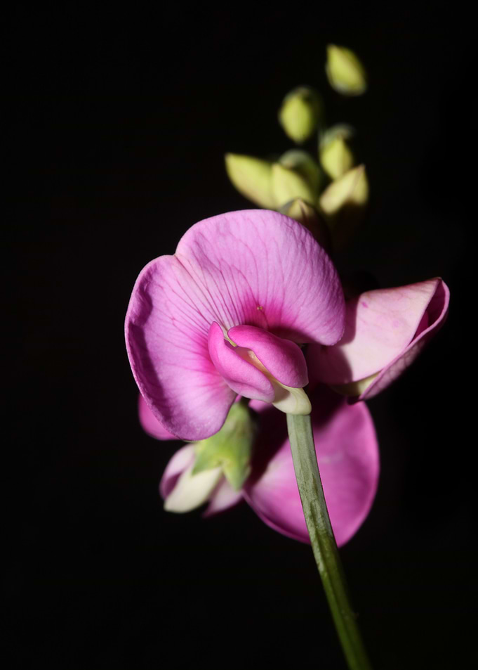 Lathyrus flowers close up