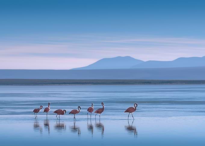 Flamingoes