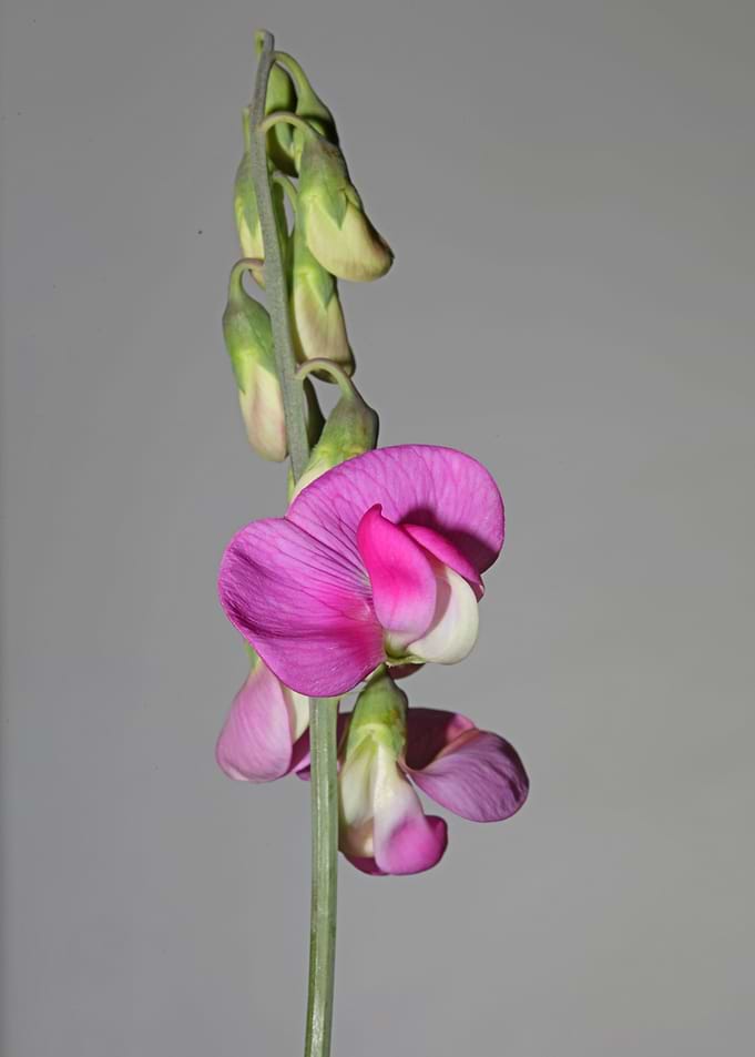 Flowers blossoming macro