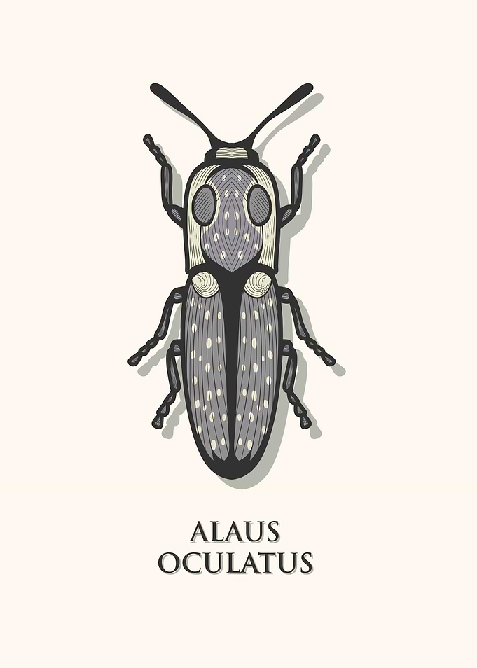 Eastern Eyed Click Beetle