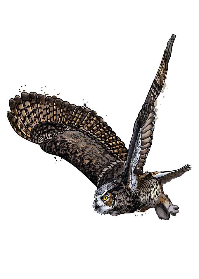 eagle owl