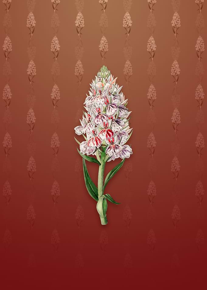 Leafy Spiked Orchis Flower