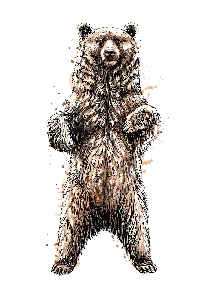 Brown bear standing