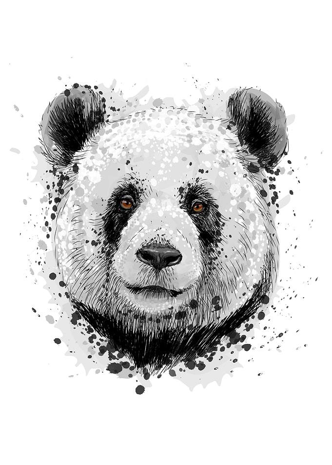 Portrait of a panda bear