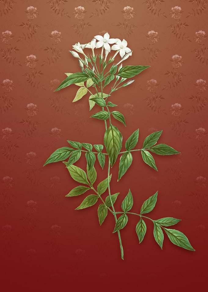 Jasmin Officinale Flower